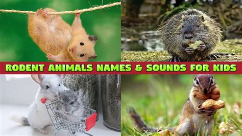 Rodents Names And Sounds For Kids Youtube