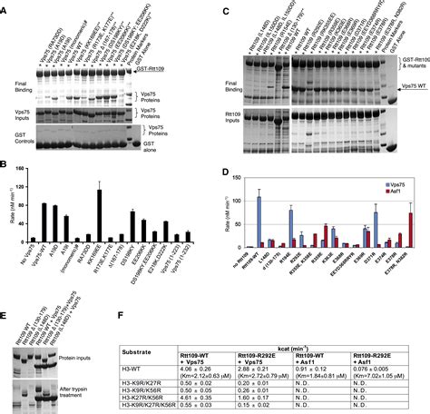 Structure Of The Rtt Accoa Vps Complex And Implications For