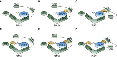 Characterization Of A C Terminal Sumo Interacting Motif Present In