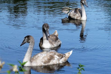 Łabędzie Ptaki Cygnets Dzikie Darmowe zdjęcie na Pixabay Pixabay