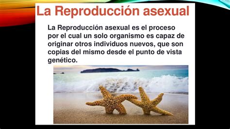 Biolog A Nivel Intermedio Tipos De Reproducci N Asexual Sexual