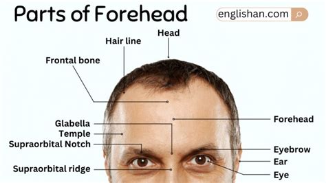 Names Of Parts Of Forehead And Their Functions