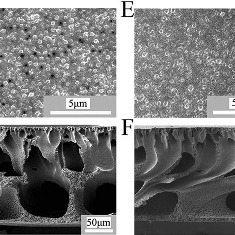 Representative Sem Micrographs Of The Surface And Cross Section