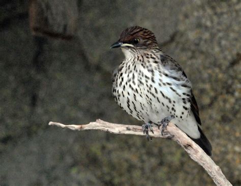 Violet backed starling female - ZooChat