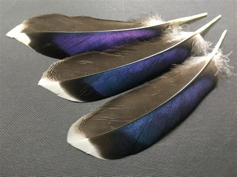 mallard feather