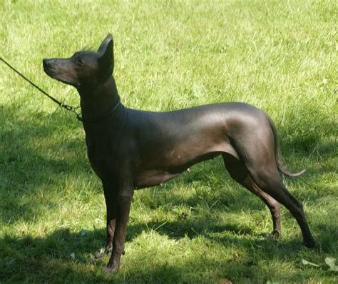 Ancient, Hairless Dog of the Gods: the Xolo Dog