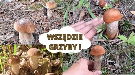 Wysyp grzybów Są wszędzie Borowiki koźlarze czerwone i inne