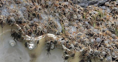 Una Extraña Especie De Cangrejos Invasores “peludos” Aterroriza A Los