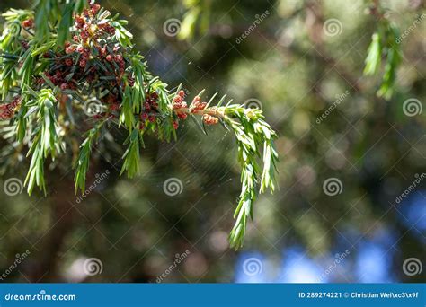 Branches And Needles Of A Canary Islands Juniper Juniperus Cedrus