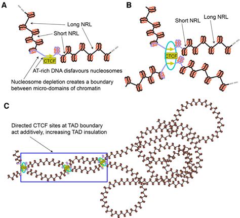 Schematic Illustration Of The Effect Of Ctcf Binding Strength And Motif Download Scientific