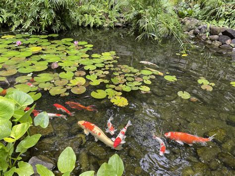 12 Tips To Maintain Your Koi Pond 2024 Protopond