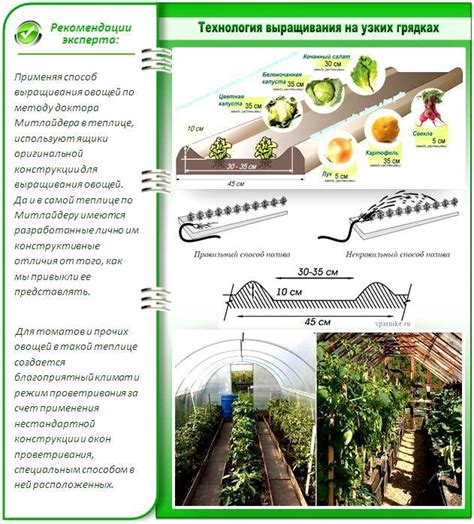 Узкие грядки по методу Митлайдера: как сделать их своими руками