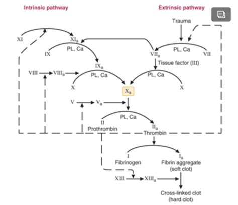 Biochemistry Ch 43 Blood Plasma Proteins Coagulation Fibrinolysis