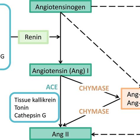 Angiotensin Ii‐mediated Ros Activation Ang Ii‐at1r Signaling