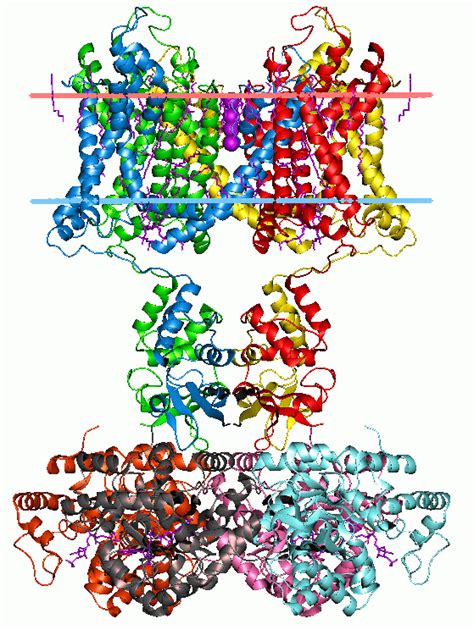 Potassium channel - Wikipedia