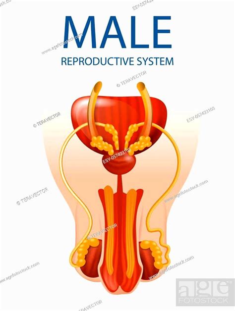 Human Anatomy Male Reproductive System Anatomical Banner Stock Vector