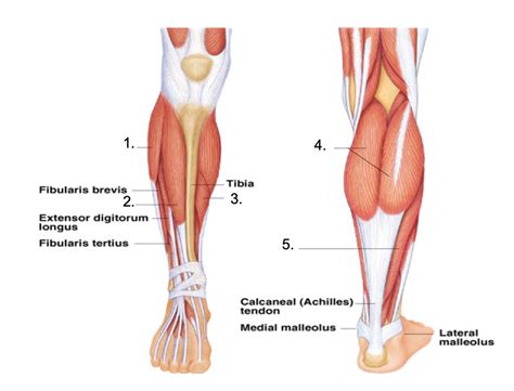 Muscles That Move The Foot Toes Diagram Quizlet