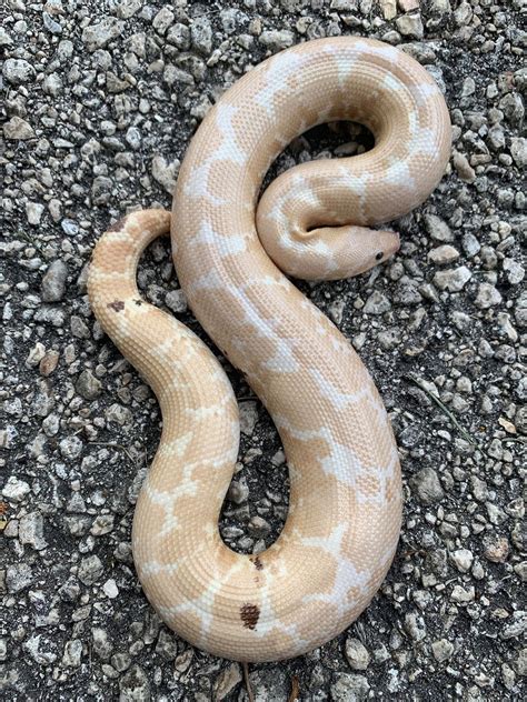 Paradox Snow Kenyan Sand Boa By Snakes At Sunset Morphmarket