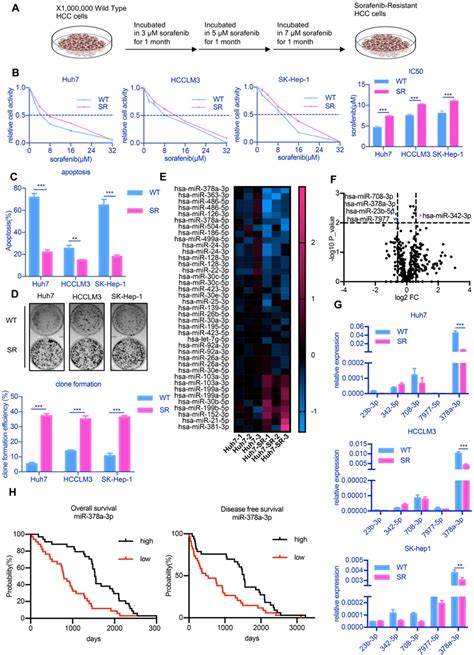 Mir P Expression Is Reduced In Sorafenib Resistant Cells And May