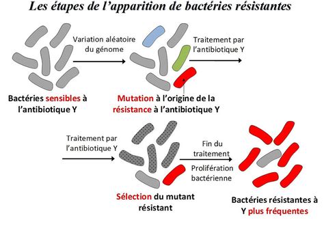 Antibiotiques Svt College