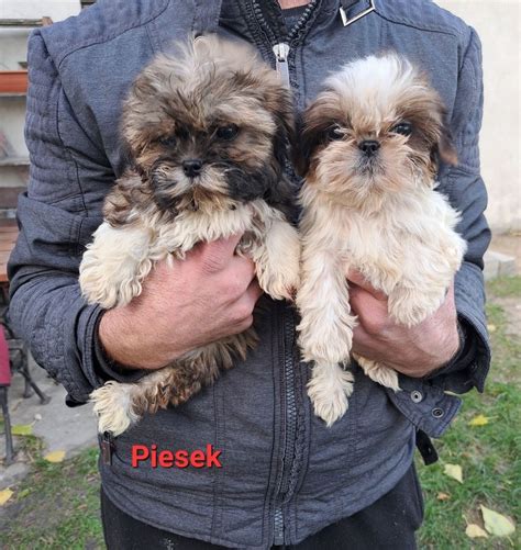 Shih Tzu Suczka Miniaturki Do Odbioru Lipno Olx Pl