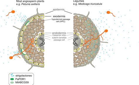 Frontiers The Full Size Abcg Transporter Of Medicago Truncatula Is