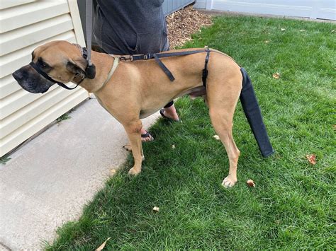 The Happy Tail Guard. VET APPROVED Tail Protection for Your Dog. Helps