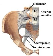 Iliolumbar ligament - Physiopedia