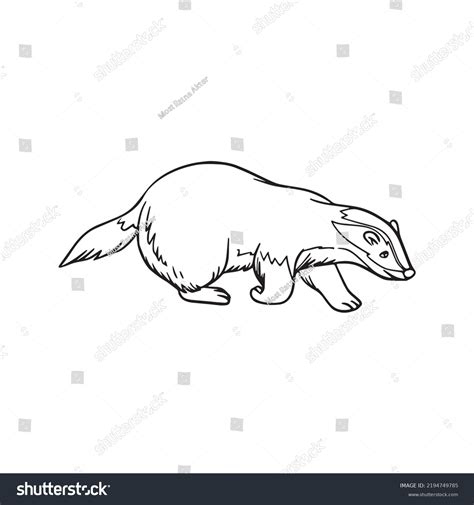 Beautiful Badger Line Art Imagesoutline Drawingvector Stock Vector ...