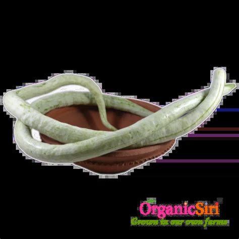 Organic Potlakaya 1pc Organicsiri Farms