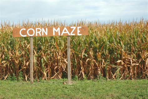 Cozy Corn Maze Date Ideas For Extra Romance This Fall Bold Bubbly