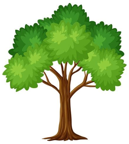 Green tree on white background 525761 Vector Art at Vecteezy