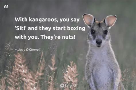 10 Kangaroo Quotes About The Memorable Marsupials