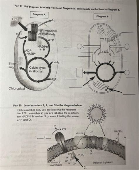 Solved Unit 2 - Activity 3 - Photosynthesis Diagrams | Chegg.com ...