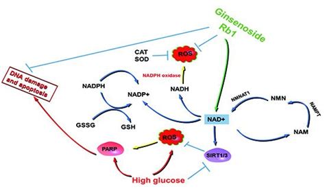 IJMS Free Full Text Ginsenoside Rb1 Attenuates High Glucose Induced