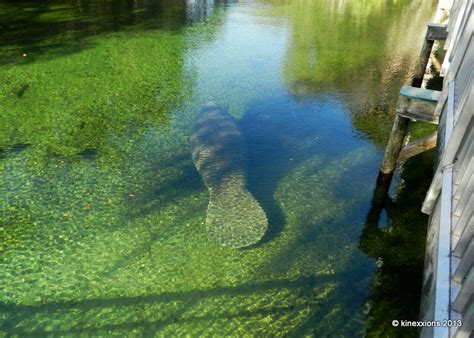 Kinexxions The Manatees Of Blue Spring