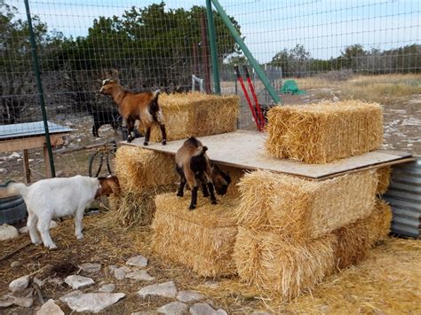 Hay Bale Goat Shelter