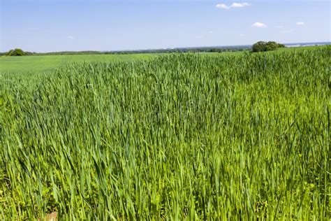 Growing Livestock Feed Green Oats In A Large Field Stock Photo Image