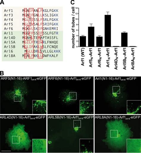 Membrane Tubulation Activity Encoded Within The Amphipathic Helix Of Download Scientific