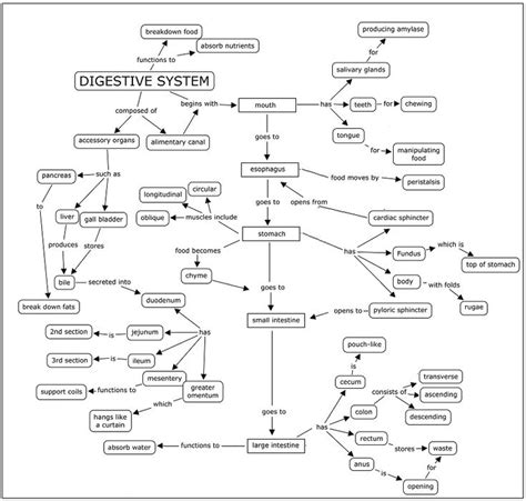 Solved Digestive System Concept Map Concept Map Digestive System System