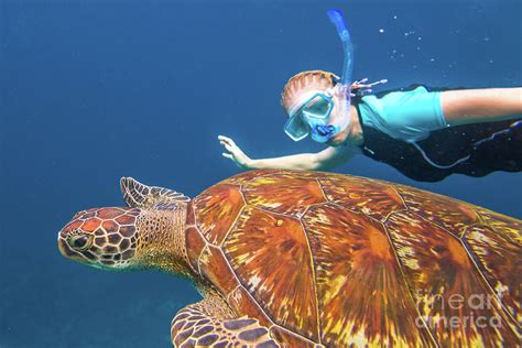 Sea turtle snorkeling Photograph by Benny Marty - Fine Art America