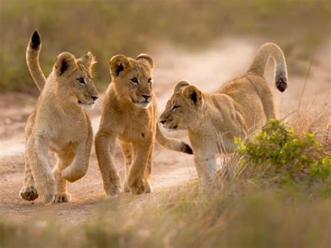 Wildlife conservation in South Africa | Responsible Travel