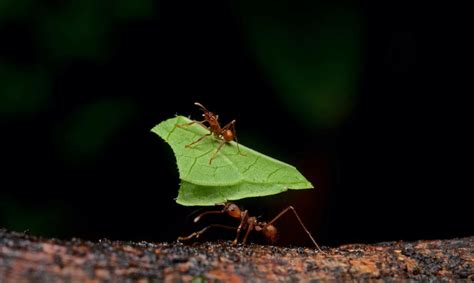 Step Aside for the Industrious Leafcutter Ant | Critter Science