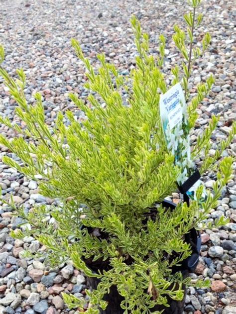 Westringia Fruticosa Rosemary Glow Wholesale Nursery Nurseries In