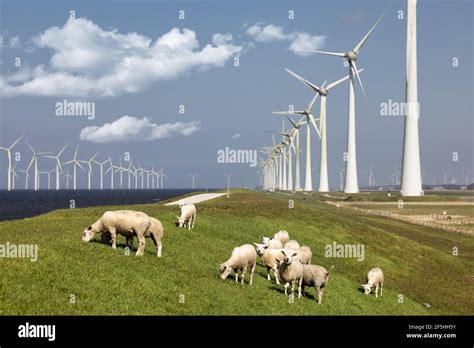 Dutch Dike Along IJsselmeer With Wind Turbines And Sheep Stock Photo