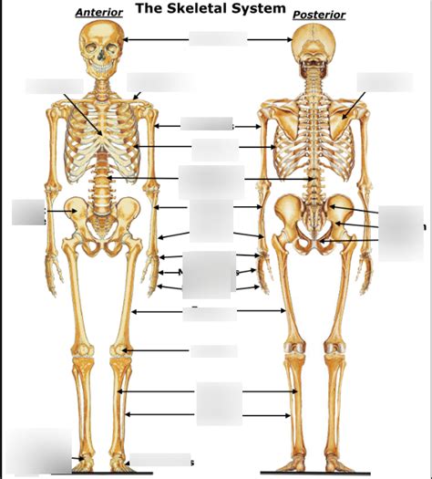 Anatomy And Physiology Module Diagram The Skeletal System Part