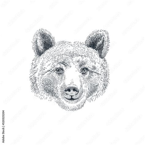 Hand drawn bear head. Brown bear portrait. Vector illustration Stock ...