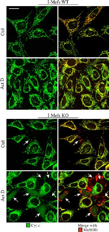 Faster Kinetics Of Cytochrome C Release In Apaf Depleted Cells