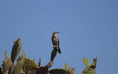 Los Nuevos Santuarios De Aves En Jalisco Coordinación De