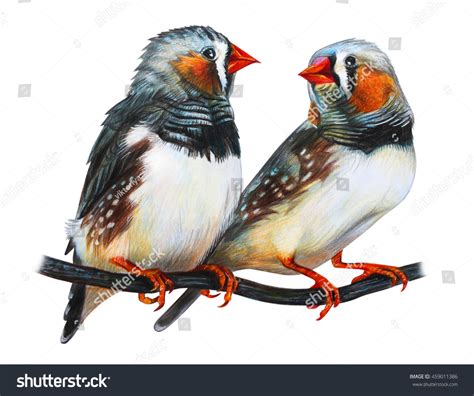 Zebra Finch Drawing Taeniopygia Guttata Stock Illustration